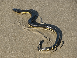 Bolsa Chica State Beach: A Haven for Slithering Dangers