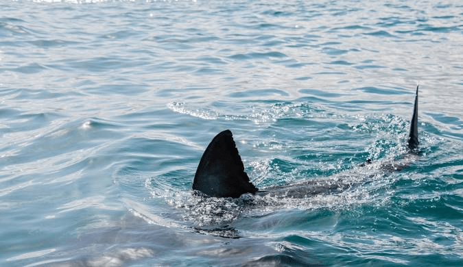 Gansbaai Beach: Shark Infested Waters