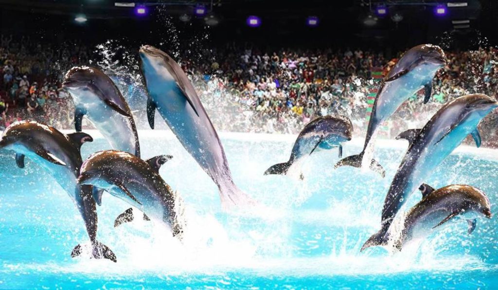 Discover all you need to know about Dubai Dolphinarium, including ticket prices, the best time to visit, distance from the airport, transportation options, and minimum age requirements. Plan your perfect trip today